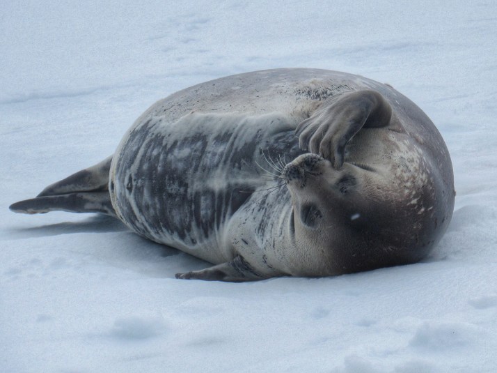 Weddell seal