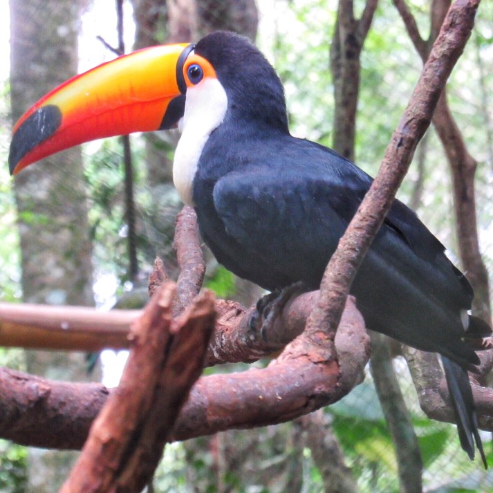 Toucan