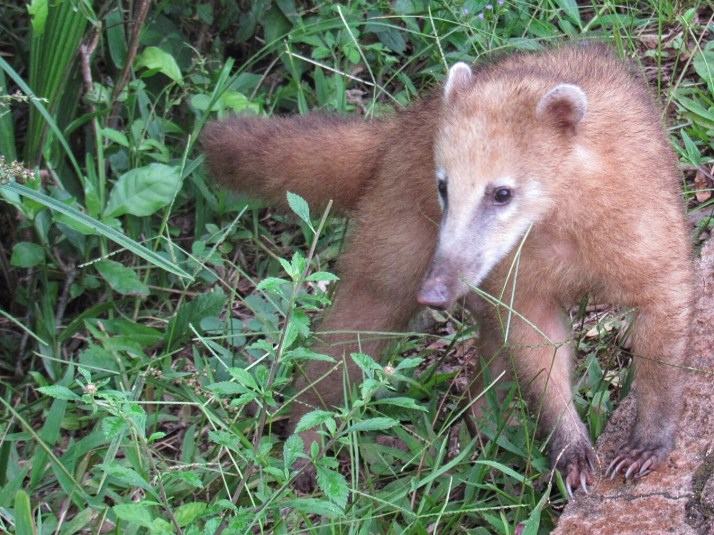 Coati 2