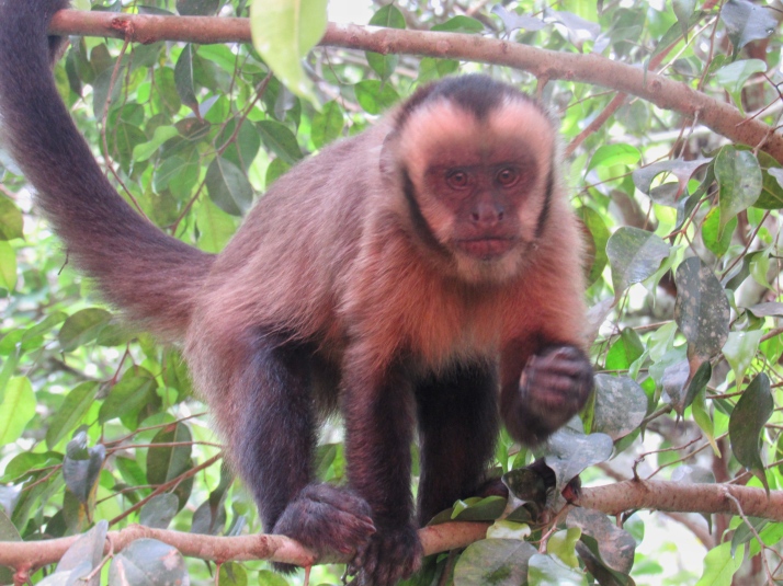 Capuchin monkey 2
