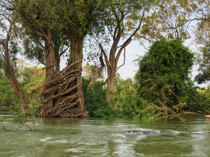 Two trees hugging in the flooded forest