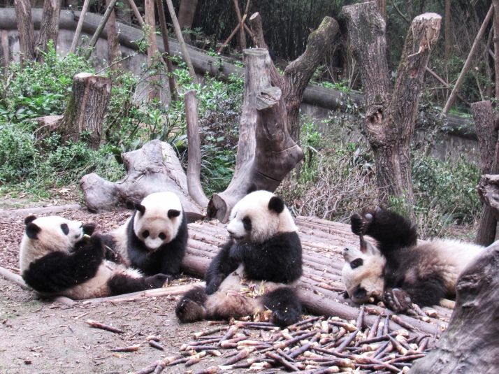 Baby pandas eating bamboo