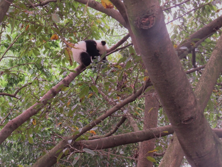 Baby panda sleeping on a branch