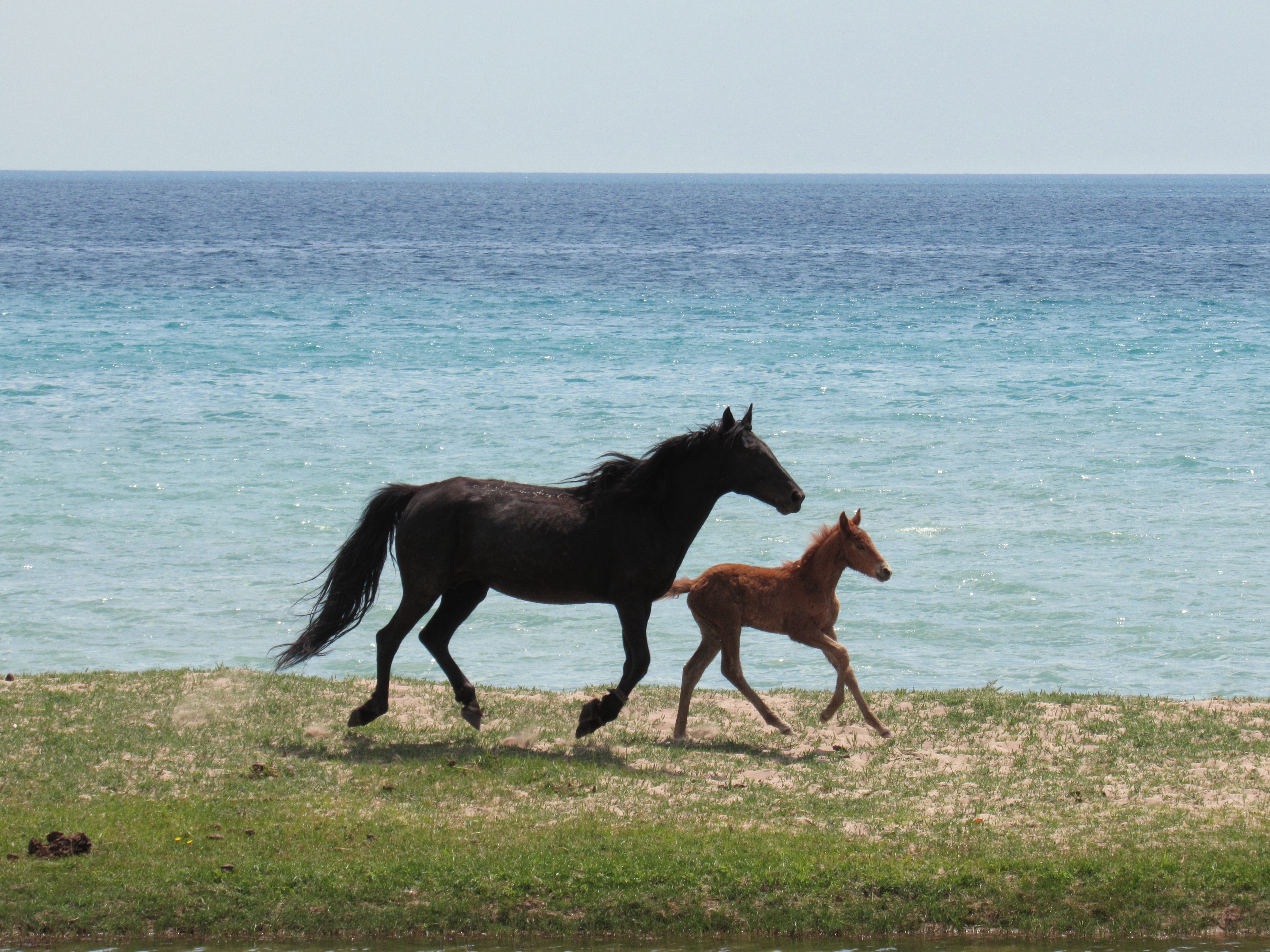 Mare and foal Issyk-Kul
